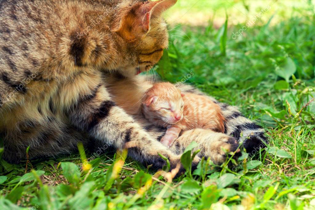mamma gatta e gattini in natura