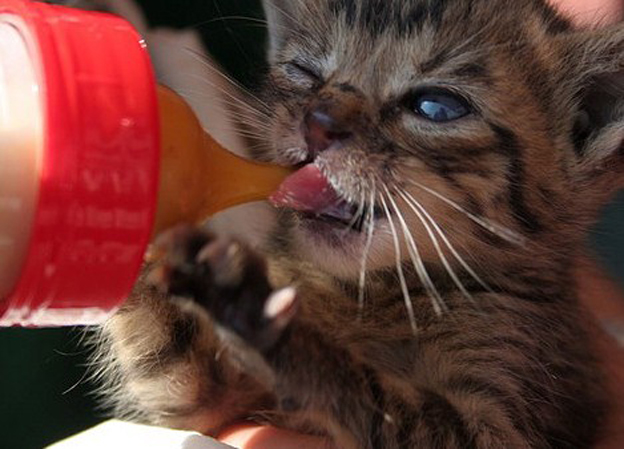 allattamento gattino neonato 