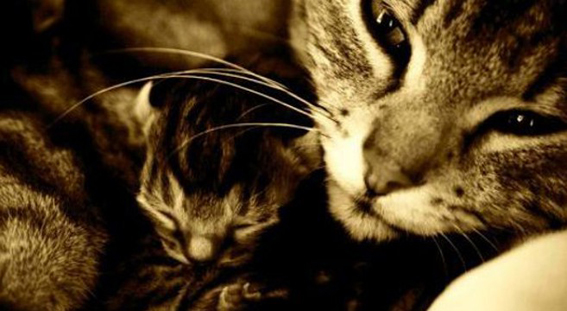 mamma gatta balia e gatto neonato al sicuro e protetto