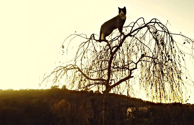 gatto monet gatta lago smarriti persi 