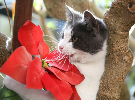 Stella Di Natale Gatti.Attenzione Alla Stella Di Natale E Tossica Per I Nostri A Mici